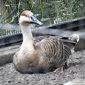 Swan Goose (Anser cygnoides) October 4, 2025