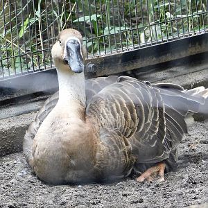 Swan Goose (Anser cygnoides) October 4, 2025