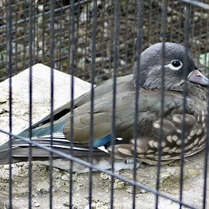 Female Mandarin Duck (Aix galericulata) October 4, 2025