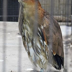 Japanese Night Heron (Gorsachius goisagi) October 4, 2025