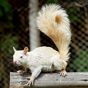 Guayaquil Squirrel