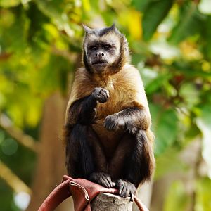 Large-headed Capuchin