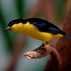 Blue-winged Mountain-Tanager