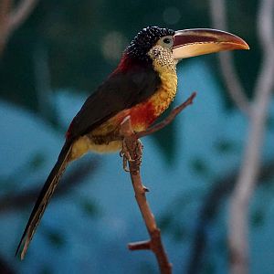 Curl-crested Aracari