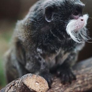 Spix's Mustached Tamarin