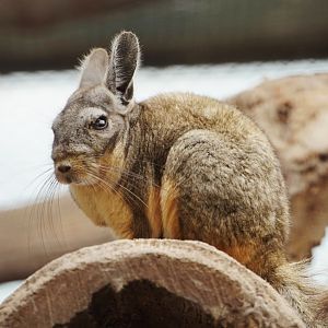 Mountain Viscacha