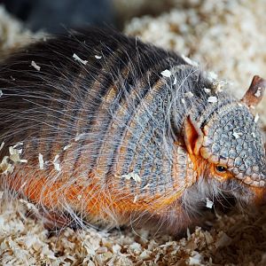 Andean Hairy Armadillo