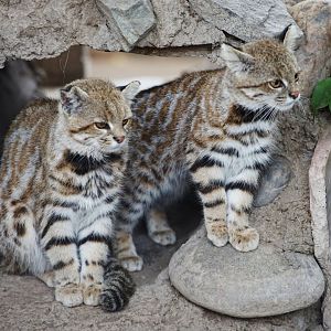 Northern Colocolo Siblings