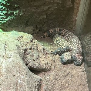 Gila monster