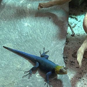 Guatemalan emerald spiny lizard