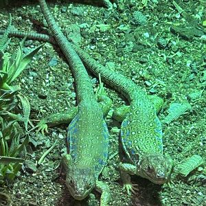 Occelated lizards