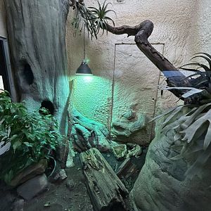 Mexican beaded lizard terrarium