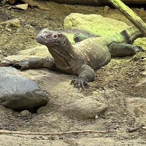 Komodo dragon