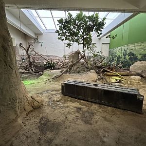 Komodo dragon terrarium