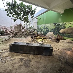 Komodo dragon terrarium