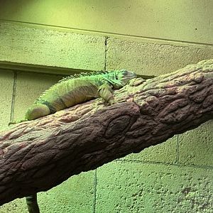 Green iguana