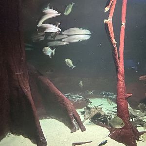 South American ‘River Monster’ aquarium