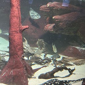 ‘River Monster’ Aquarium