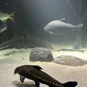 Ripsaw catfish and black pacu