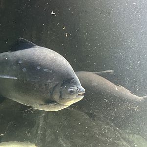 Black pacu