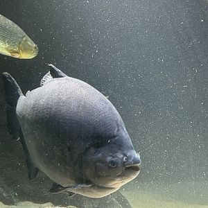 Black pacu
