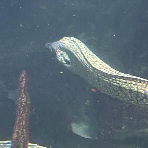 Mediterranean morray eel