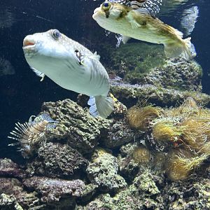 Long-spine porcupinefish and white spotted pufferfish