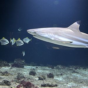 Black-tip reef shark and silver moonies
