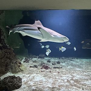 Black-tip reef shark and silver moonies