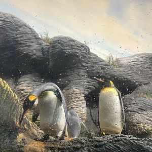 King penguins