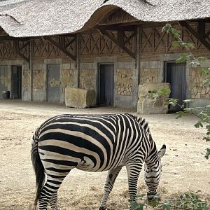 Plains zebra