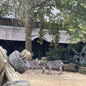 Plains zebras
