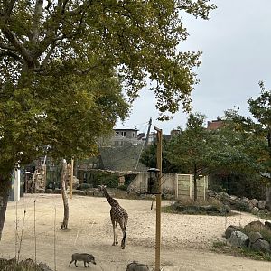 Giraffe and warthog view from skywalk