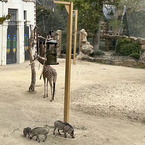 Giraffe and warthog view from skywalk