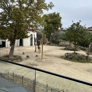 Giraffe and warthog view from skywalk