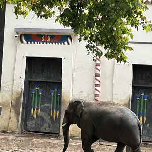 Asian elephant
