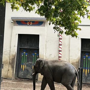 Asian elephant