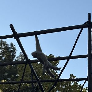 Hosen the White Handed Gibbon