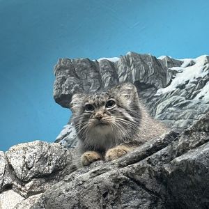 Pallas Cat