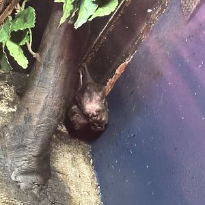 Cluster of Vampire Bats