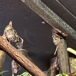 Clusters of Vampire Bats