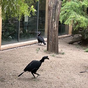 Abyssinian ground hornbills