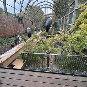 Swamp aviary from boardwalk (with African marabou and vultures)
