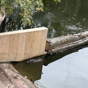 Pygmy hippo exhibit from boardwalk