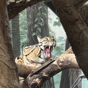 Clouded Leopard Yawning