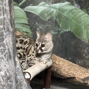 Large Spotted Genet