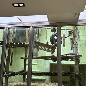 Owl-faced monkey inner exhibit