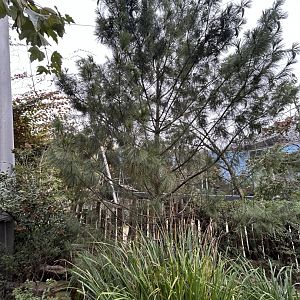 Vegetation in the Savannah Aviary