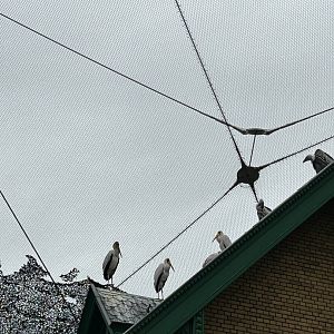 Yellow-billed storks and Rüppell’s vultures