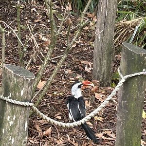 Von der Decken’s hornbill